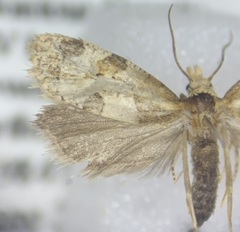 Aethes interruptofasciata