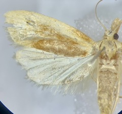 Aethes floccosana