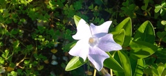 Vinca difformis
