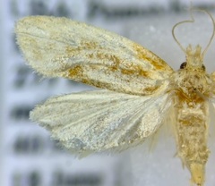 Aethes floccosana