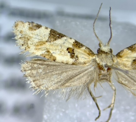 Aethes terriae