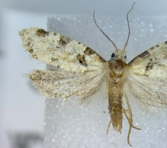 Aethes terriae
