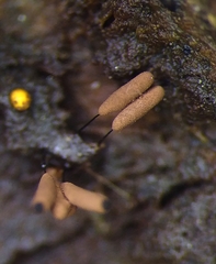 Stemonitopsis gracilis