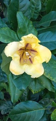 Solandra maxima