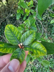 Elaeagnus pungens