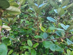 Elaeagnus pungens
