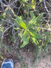 Diplacus aurantiacus