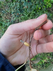 Elaeagnus pungens