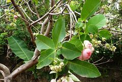 Syzygium samarangense