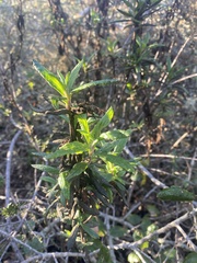 Diplacus aurantiacus