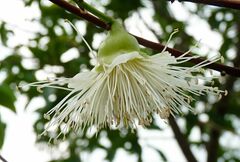 Syzygium samarangense