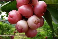 Syzygium samarangense