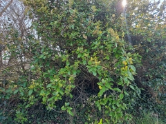 Elaeagnus pungens