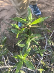 Diplacus aurantiacus