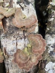 Schizophyllum