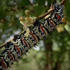 Gonimbrasia belina