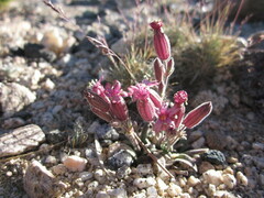 Silene krantzii