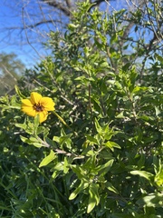 Encelia californica