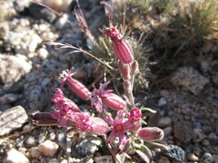 Silene krantzii