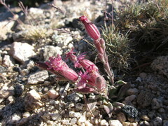 Silene krantzii