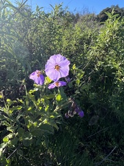 Solanum xanti