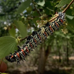 Gonimbrasia belina