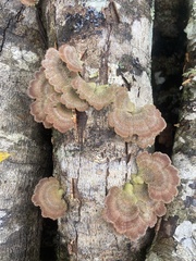 Schizophyllum
