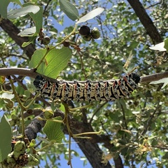 Gonimbrasia belina