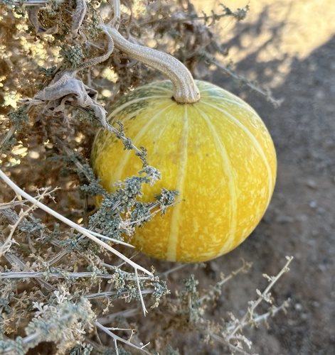 Buttercup Squash