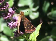 Butleria bissexguttatus