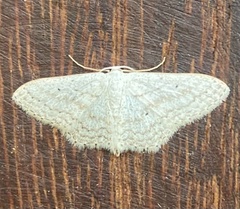 Idaea tacturata