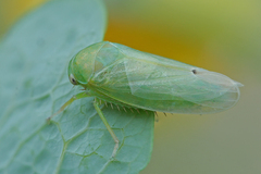 Batracomorphus allionii