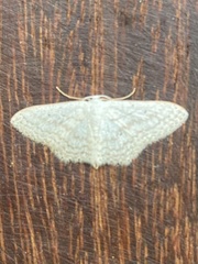Idaea tacturata