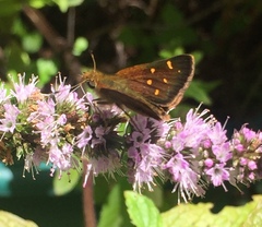 Butleria bissexguttatus