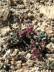 Silene krantzii