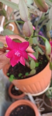 Schlumbergera buckleyi