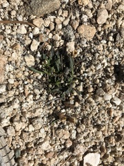 Silene krantzii