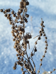 Artemisia absinthium