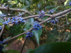 Memecylon talbotianum