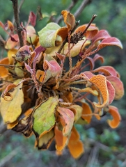 Puccinia magellanica