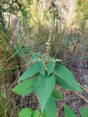 Croton