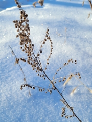 Artemisia absinthium