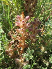 Orobanche pubescens