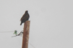 Buteo hemilasius