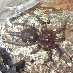 Ischnothele annulata