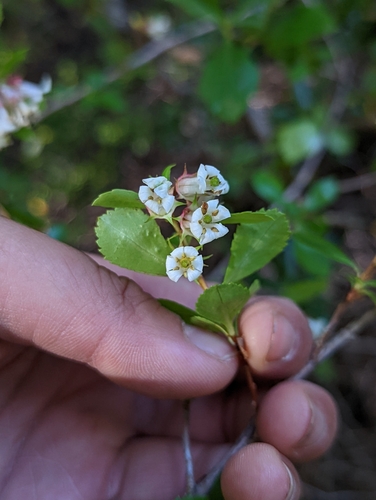 Image of Escallonia Alpina (Escallonia alpina) by (c) My-Lan Le, some rights reserved (CC BY)