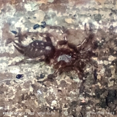 Ischnothele annulata