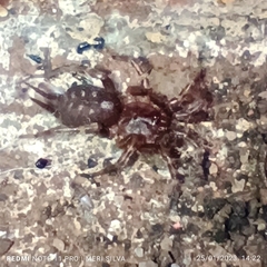 Ischnothele annulata