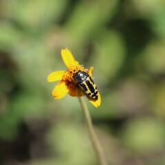 Acmaeodera scalaris