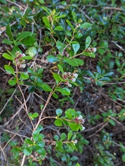 Escallonia alpina